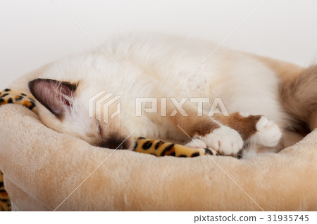 A seal point Birman cat, 4 month old kitten, male. A seal point Birman cat, 4 month old kitten, male. 31935745