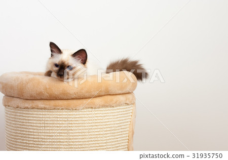 A seal point Birman cat, 4 month old kitten, male. A seal point Birman cat, 4 month old kitten, male. 31935750
