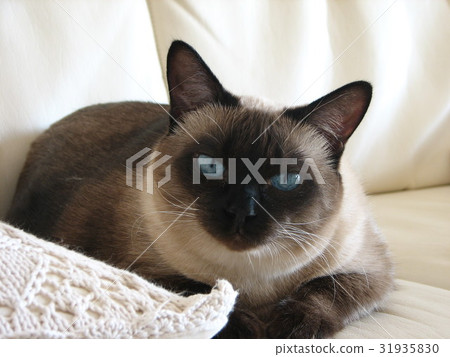 放鬆在沙發貓的母親 31935830