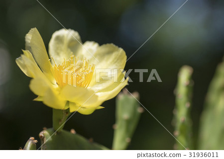 小仙人掌花 小仙人掌花 31936011