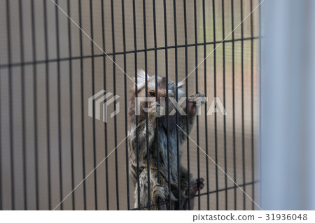 普通Mar猴動物園 31936048
