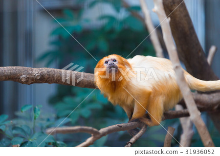 金獅T猴動物園 31936052