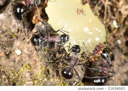 Togeari Togeari 31936083