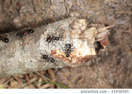 Togeari Togeari 31936085