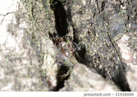 哈里特敘利亞加里 31936086