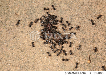 一組alicokuzakari 一組alicokuzakari 31936088