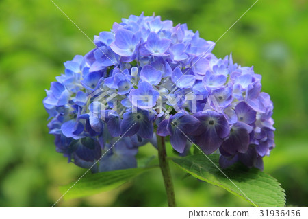 hydrangea hydrangea 31936456