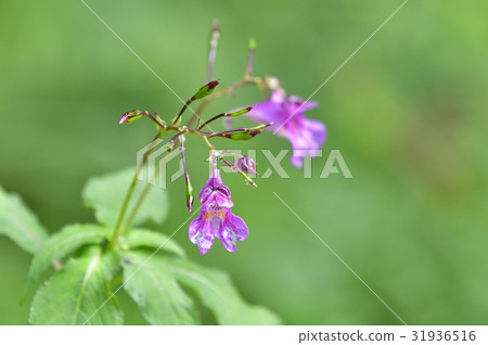 鳳仙花 31936516