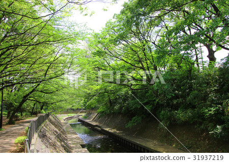 Fresh green of Wada Hori Park Fresh green of Wada Hori Park 31937219
