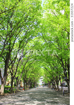 Zelkova trees in horse park 31937224