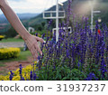 filde summer flowers 31937237
