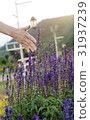 filde summer flowers 31937239