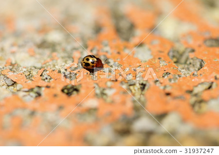 Creatures Insects Ama micrococcus benthic tears, small insects of the Ryukyus. The name is the beetle world, the length of two 31937247