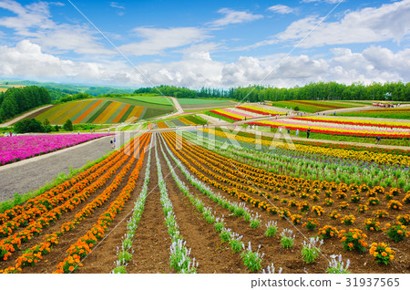 Biei flowers garden on hill, sapporo ,hokkaido Biei flowers garden on hill, sapporo ,hokkaido 31937565