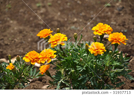 Marigold Marigold 31937713