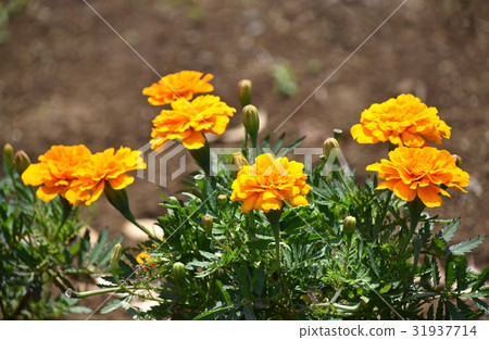 Marigold Marigold 31937714
