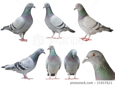 mixed of pigeon bird isolated white background 31937821