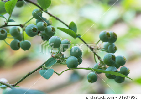 Immature blueberry fruit 31937955