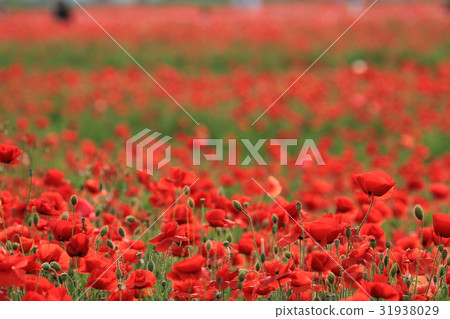 Poppy field of Kasaoka Bay Farm 31938029