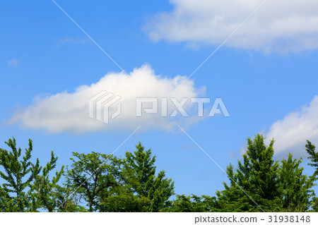 Blue sky and tree Blue sky and tree 31938148
