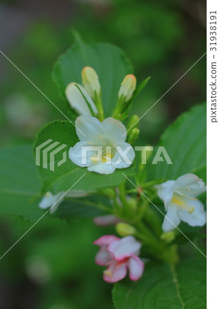 Hanaka Hanaka 31938191