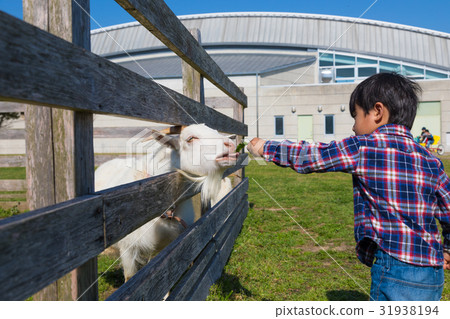 Feeding a goat Child boy Santeparcu Tahara [Aichi] 31938194