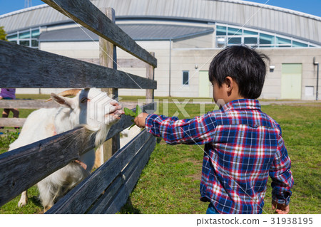 Feeding a goat Child boy Santeparcu Tahara [Aichi] 31938195