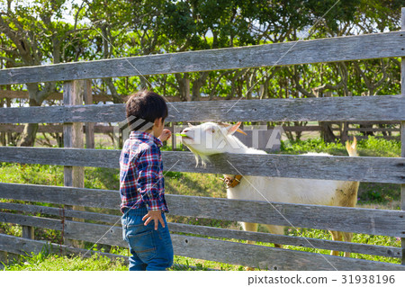 Feeding a goat Child boy Santeparcu Tahara [Aichi] 31938196