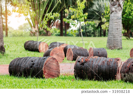 palm trees are cut on lawns. 31938218