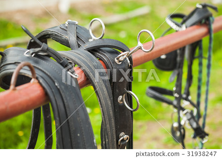 Horse harness hanging on the railing 31938247