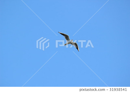 Yurikome (Hideo) Part 4. Black headed gull 31938541