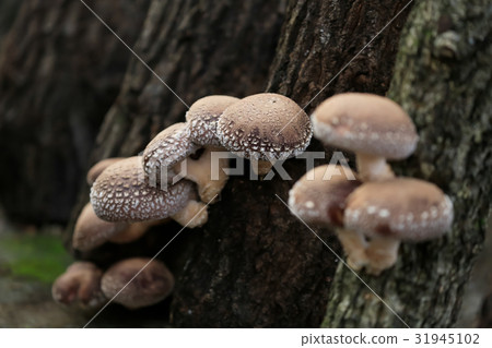 Shimanto shrub wood shiitake from Kochi prefecture Shimanto shrub wood shiitake from Kochi prefecture 31945102