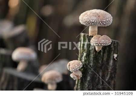 從高知縣Shimanto灌木木香 從高知縣Shimanto灌木木香 31945109