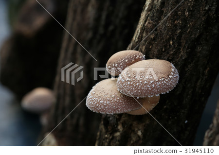 從高知縣Shimanto灌木木香 從高知縣Shimanto灌木木香 31945110