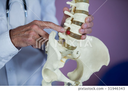 Physiotherapist examining a spine model Physiotherapist examining a spine model 31946343