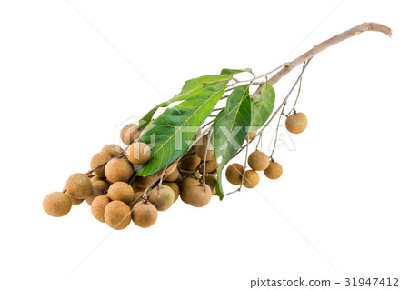 longan isolated on a white background longan isolated on a white background 31947412