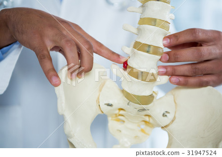Physiotherapist pointing at spine model 31947524