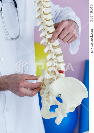 Mid section of physiotherapist examining a spine model Mid section of physiotherapist examining a spine model 31949149