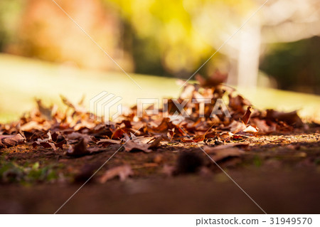Surface level shot of autumn leaves 31949570