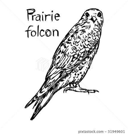 Prairie falcon - vector illustration sketch Prairie falcon - vector illustration sketch 31949601