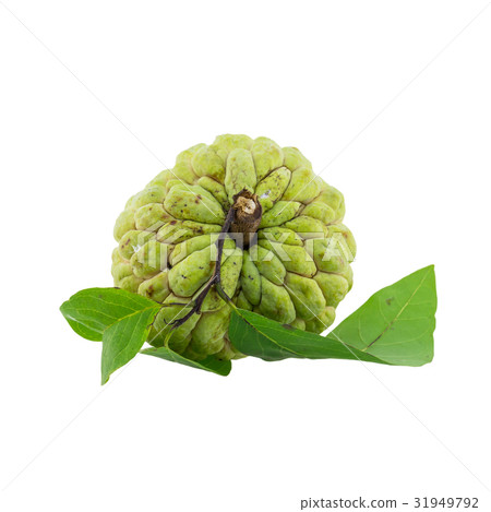 custard apple isolated on white background. 31949792