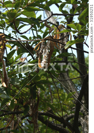 Fruit of Kokanenausen 31950251