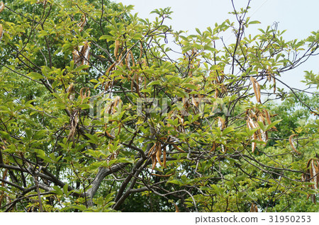 Fruit of Kokanenausen 31950253