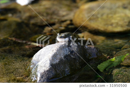 A frog that barks on a stone A frog that barks on a stone 31950500