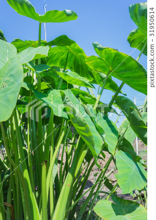 Green large leaf caladium. Green large leaf caladium. 31950614