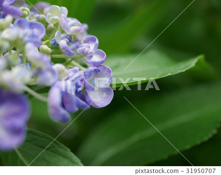 腮腺炎繡球花 31950707
