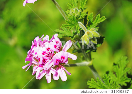 Rose geraniumium 2 31950887