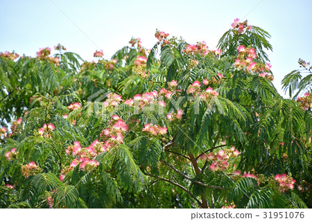 A wooden tree 31951076
