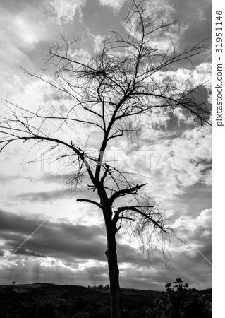 The dry branch of tree over the sky The dry branch of tree over the sky 31951148