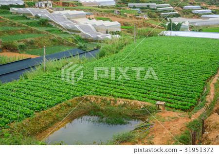 Vegetables field in the valley Vegetables field in the valley 31951372